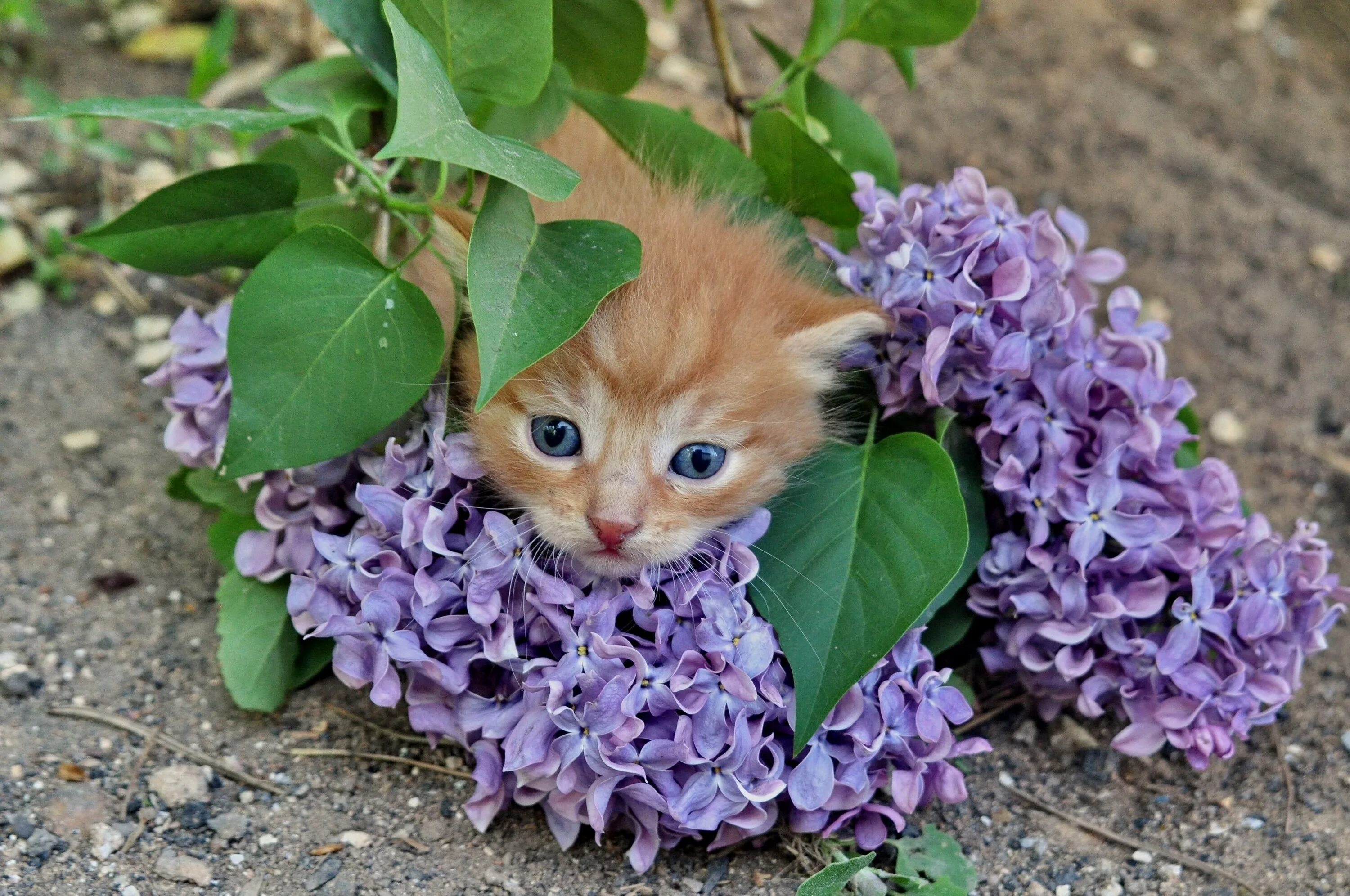 Кошки сиренью. Кошечка в цветах. Красивые котята. Котенок с цветочком. Котенок в сирени.