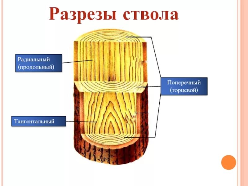 Поперечный и продольный срез. Поперечный радиальный тангентальный разрез. Продольный поперечный тангенциальный радиальный. Тангенциальный и радиальный разрез древесины. Тангентальный разрез ствола дерева.