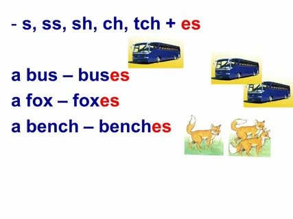 Bus множественное число