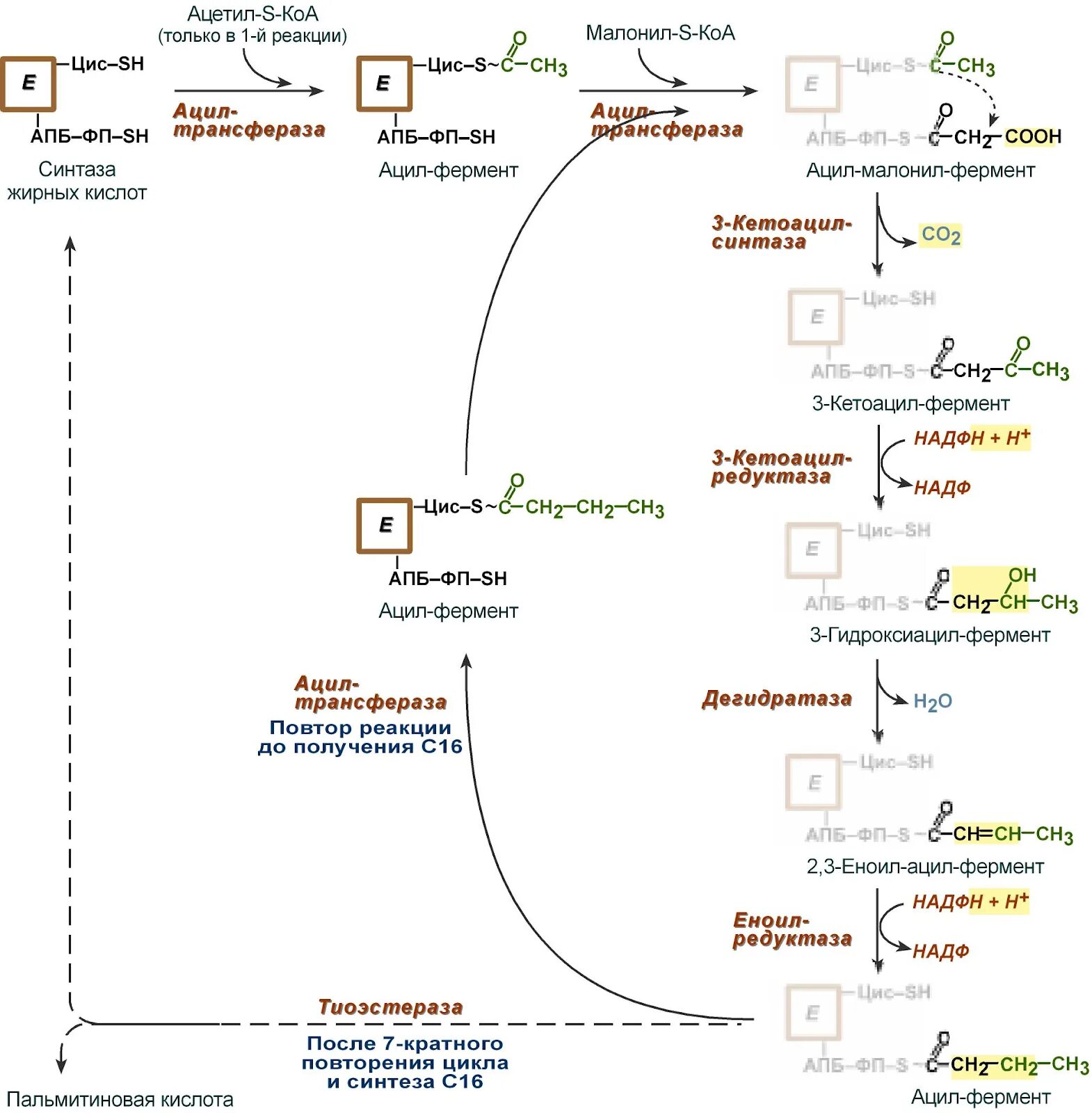 Синтез пальмитиновой. Синтез жирных кислот схема. Синтез жирных кислот биохимия реакции. Синтез жирных кислот из ацетил КОА реакции. Первая реакция синтеза жирных кислот.