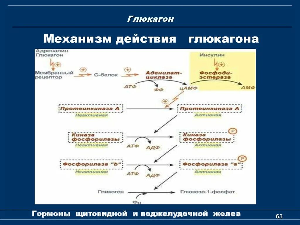 Глюкагон фермент. Механизм гипергликемического эффекта глюкагона:. Механизм действия глюкагона схема. Химическая природа гормона глюкагон. Глюкагон механизм синтеза.