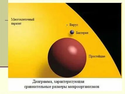Какого размера бактерии