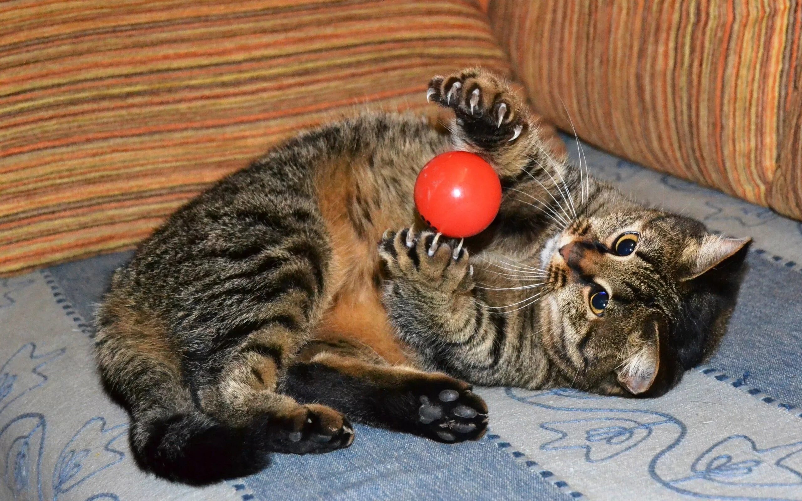 Во что поиграть с котом. Мячики для кошек. Кот играется. Котенок с мячиком. Кошка играет.