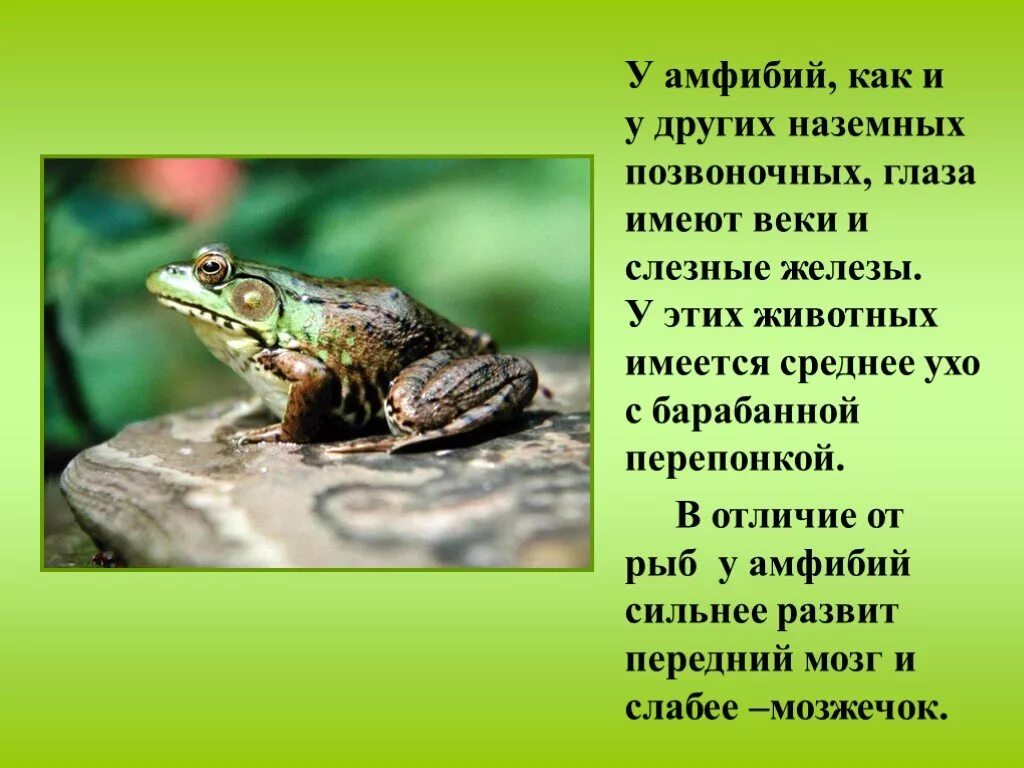Слезные железы у земноводных. Веки земноводных. слезные железы у амфибий. слезные железы у земноводных и рыб.