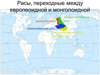 Основные и переходные расы