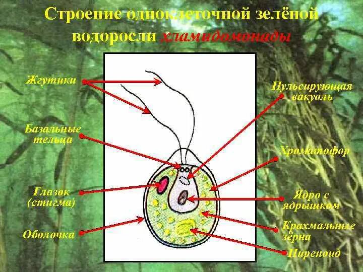 Характеристики для описания зеленых водорослей. Строение жгутиков зеленых водорослей. Одноклеточные водоросли со жгутиками. Стигма у водорослей. Строение водоросли хламидомонады.