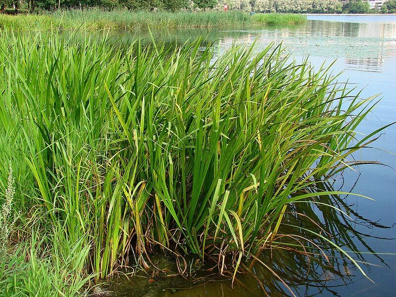 АИР обыкновенный - Acorus Calamus. АИР болотный (Acorus Calamus). АИР обыкновенный корневища. АИР болотный корень растения.