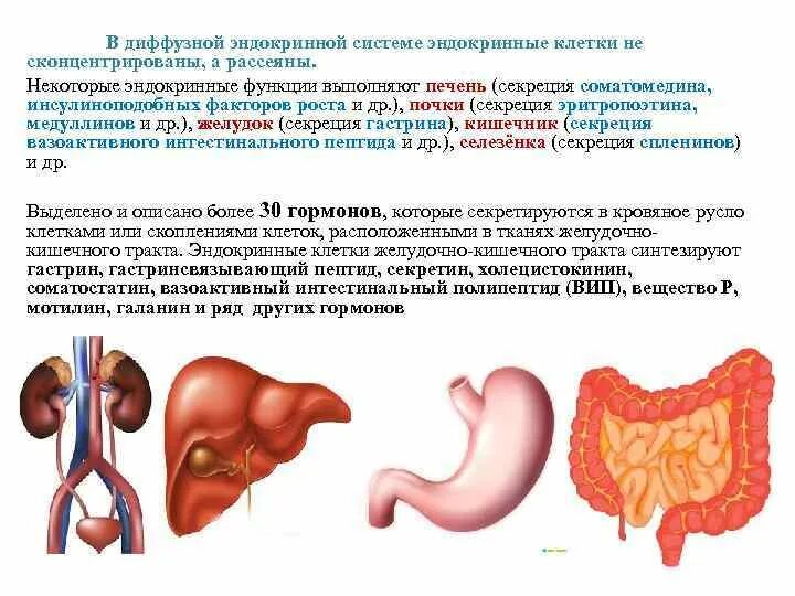 Диффузная эндокринная система гистология. Органы относящиеся к диффузной эндокринной системе. Понятие о диффузной эндокринной системе. Диффузная эндокринная система (apud система). Диффузная функция