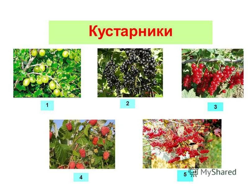 Название кустарничков. Кустарники названия. Название кустарничков. Название кустарничков. Жизненные формы растений кустарнички.