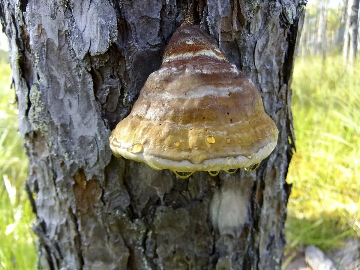 Трутовик Литшауэра. Трутовик Гартига. Трутовик настоящий fomes fomentarius. Трутовик древесный. Гриб на дереве трутовик