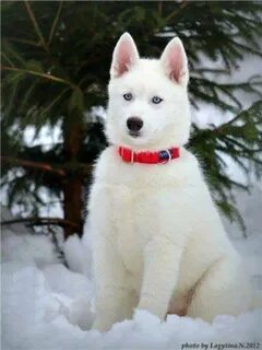 Белая лайка