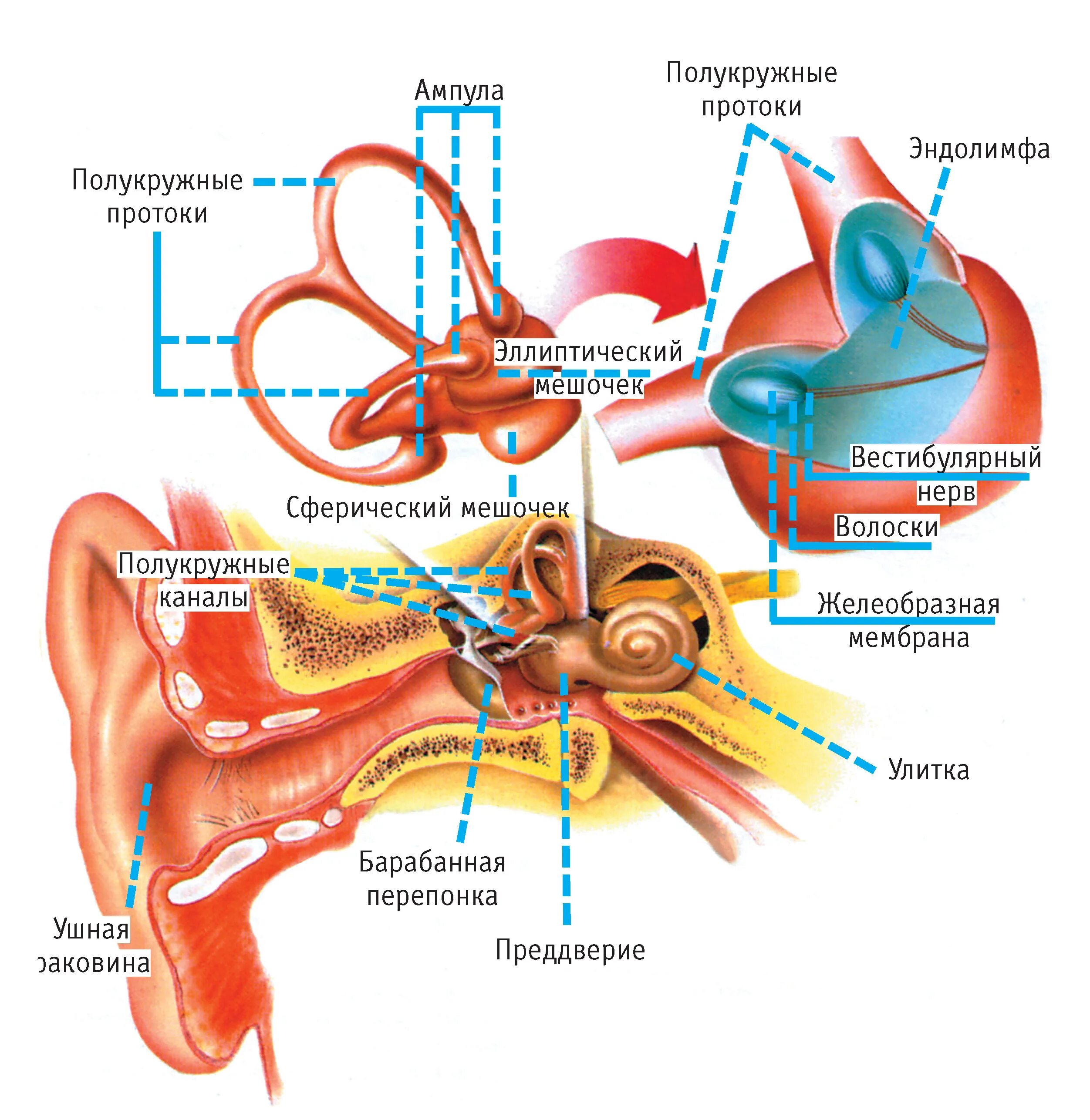 Вестибулярный аппарат внутреннего уха строение. Вестибулярный аппарат внутреннего уха функции. Структуры уха и вестибулярного аппарата. Вестибулярный аппарат внутреннего уха строение функции.