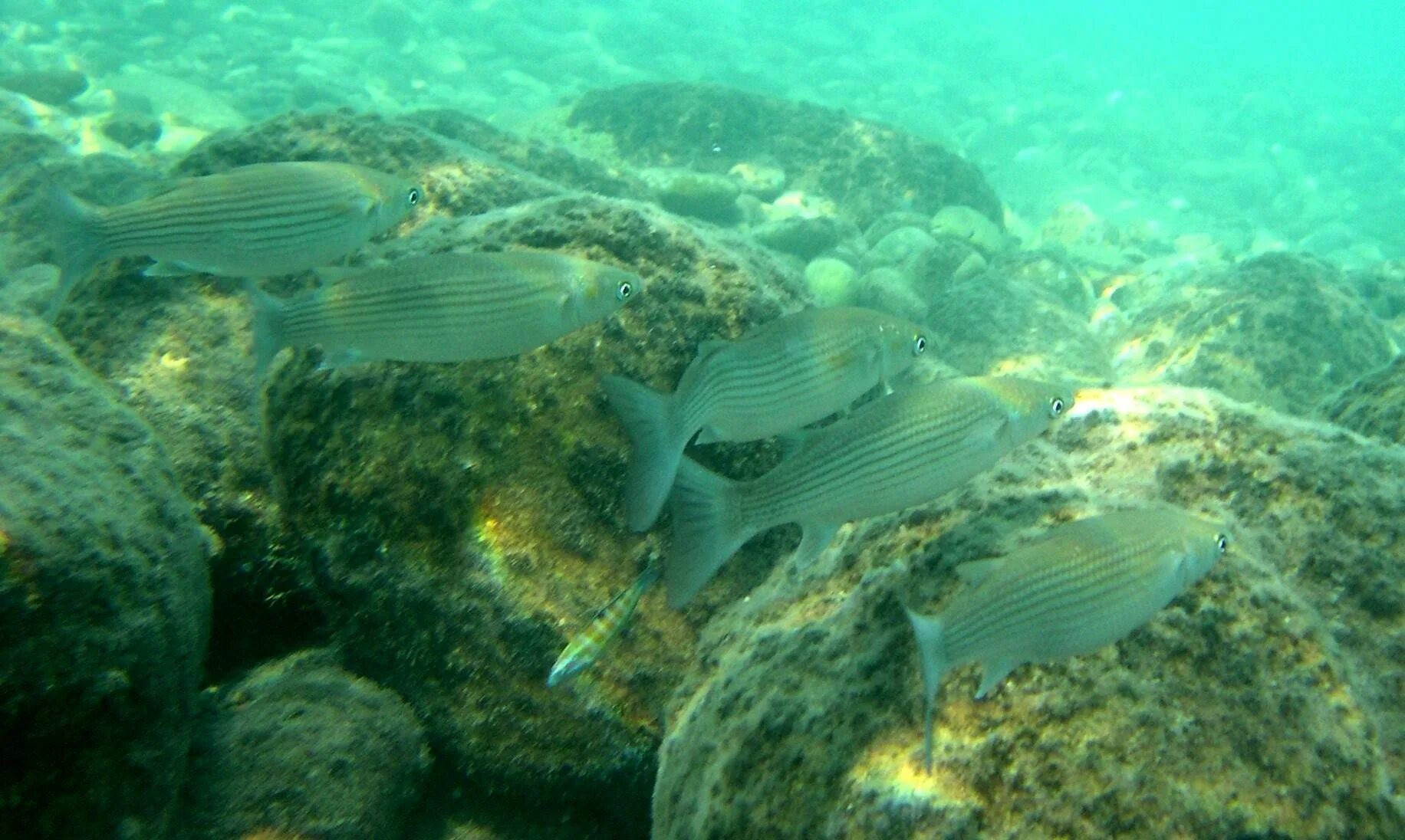 Барабуля семейство. Ихтиофауна азовского моря. Барабулька черноморская в море. Рыба на берегах черного моря. Рыбы черного моря.