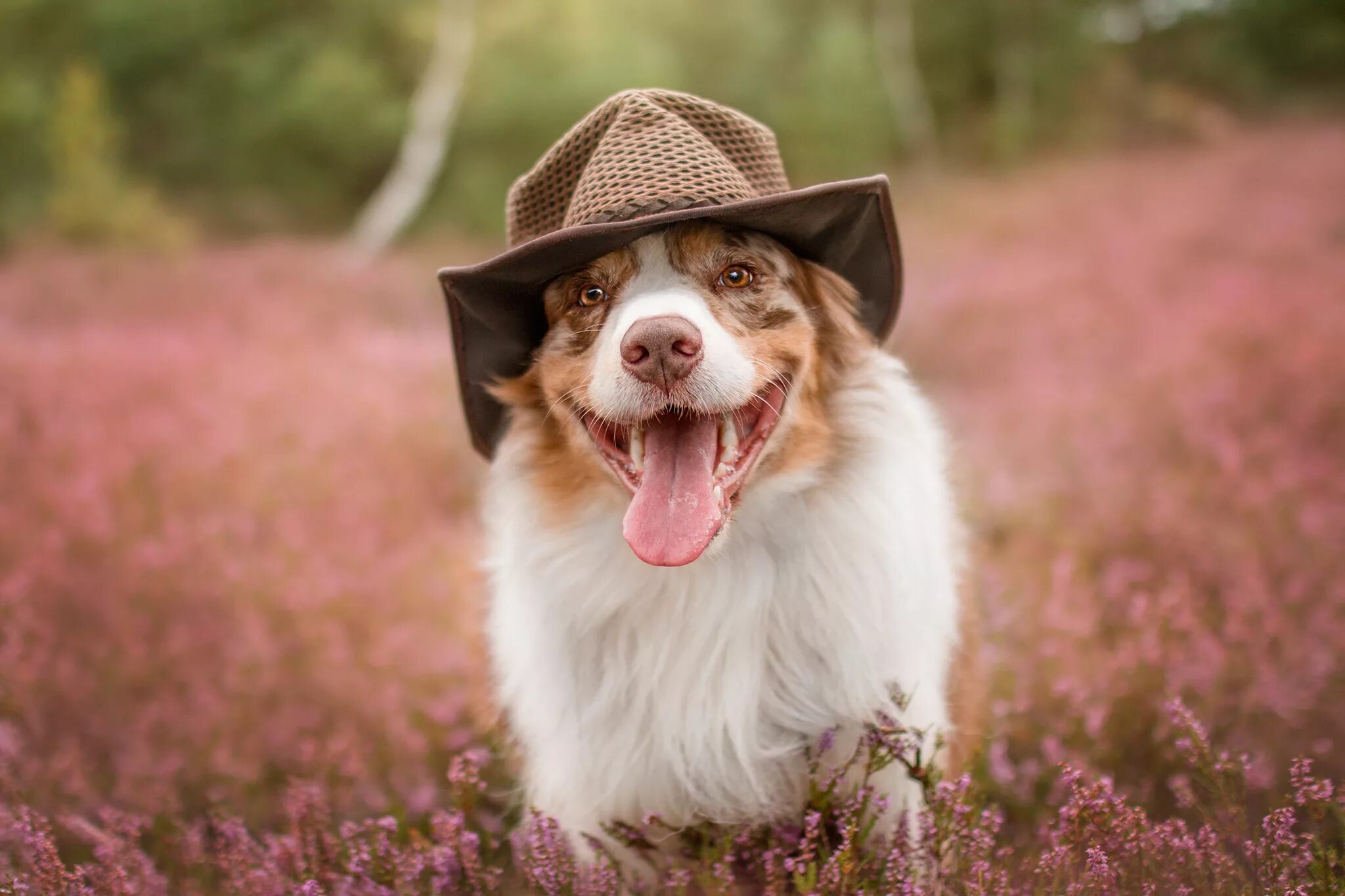 Пес шляпа. Аусси. Собака австралийская овчарка. Милые аусси. Австралийская овчарка щенки.