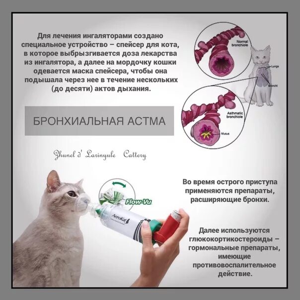 Как лечить простуду у кота