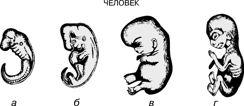 Источники эмбрионального развития сердечно-сосудистой системы. Этапы зародышевого развития человека. Онтогенез эмбриональное развитие таблица. Онтогенез бластула гаструла. Соматический эмбриогенез.