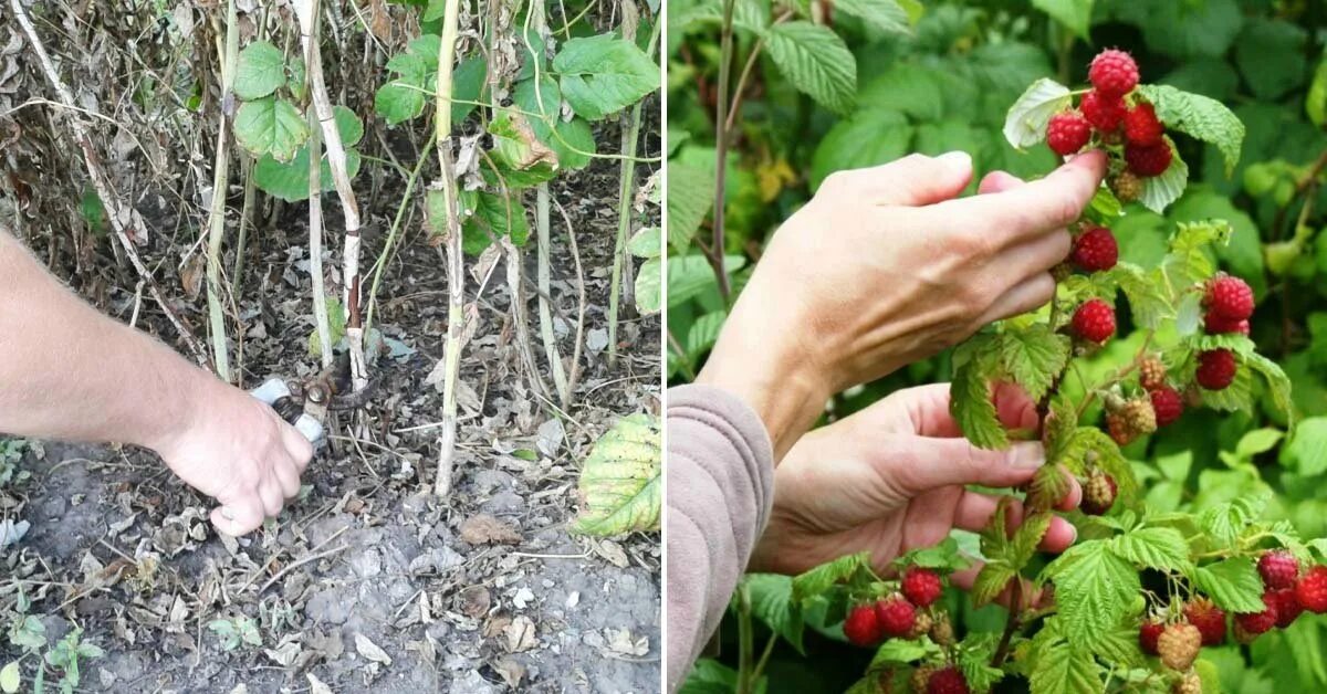 Малина ремонтантная куст. Малина ремонтантная Таруса. Малина дерево ремонтантная. Ремонтантная малина малиновое дерево. Можно обрезать ремонтантную малину