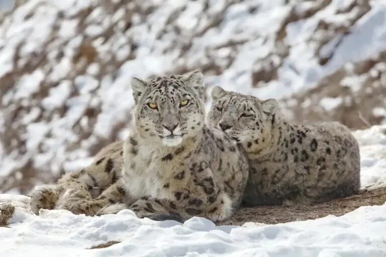 Снежный барс кыргызстан. Снежный барс кыргызстан. Нарынский государственный заповедник. Катунский заповедник снежный барс. Снежный барс киргизия.