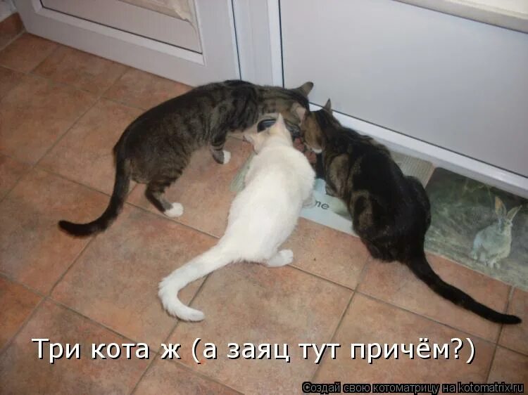 Я совсем не причем. Заяц ты тут. картинки я здесь не причём. я тут не причем картинки. я не причем картинка прикол.
