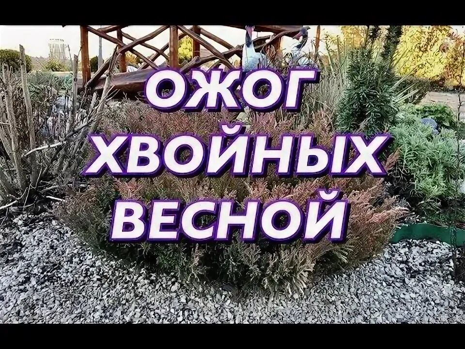 Ожог хвойных весной. Ожог хвойников. Весенний ожог туи. Ожоги хвойных растений.