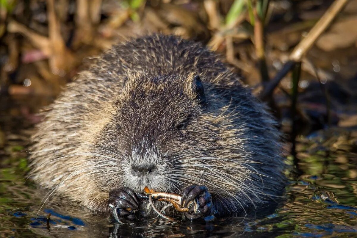 Ондатра мускусная крыса. Ондатра (Ondatra zibethicus). Водяная крыса ондатра. Выдра ондатра нутрия. Ондатра относится к отряду