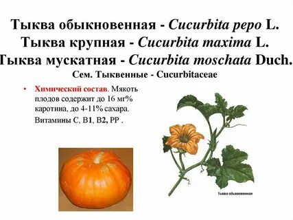 Перевести слово на литературный язык тыква