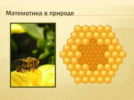Природа математических знаний