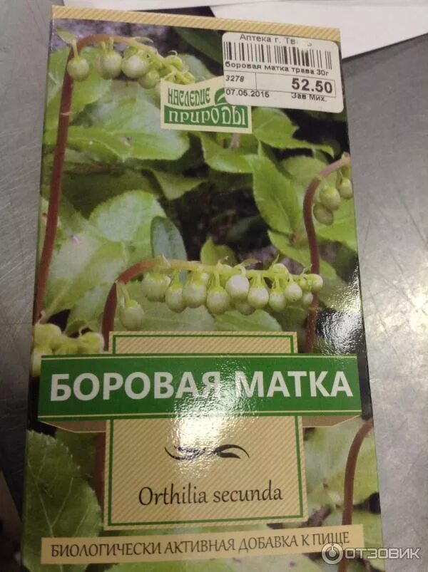 трава матка боровая лечебные. боровая матка растение. трава матка боровая лечебные. боровая матка лечебное растение. трава матка боровая лечебные.