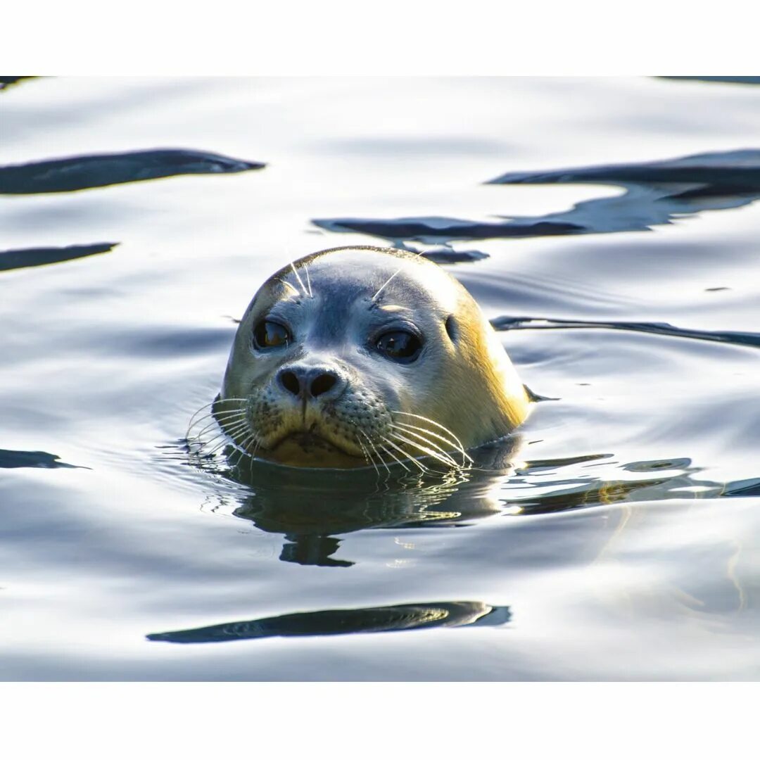 Под тюлень. Байкальская нерпа. тюлень и морской котик. тюлень нерпа. seal тюлень.
