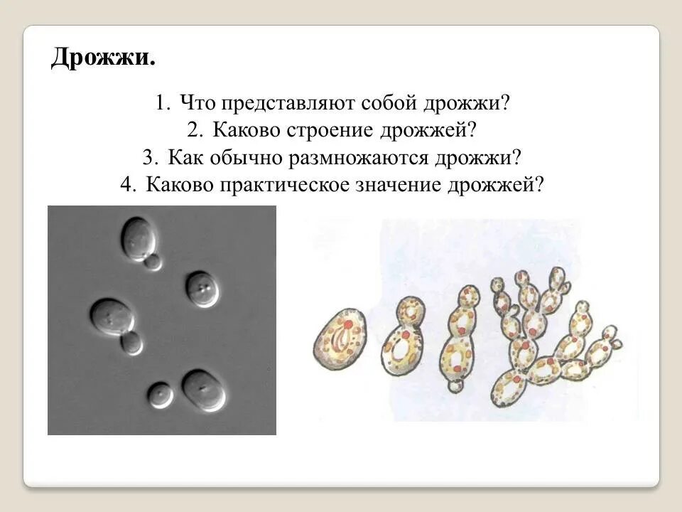 Дрожжи грибы 5 класс биология. Размножение дрожжей микробиология. Строение клетки дрожжей. Дрожжи грибы строение.