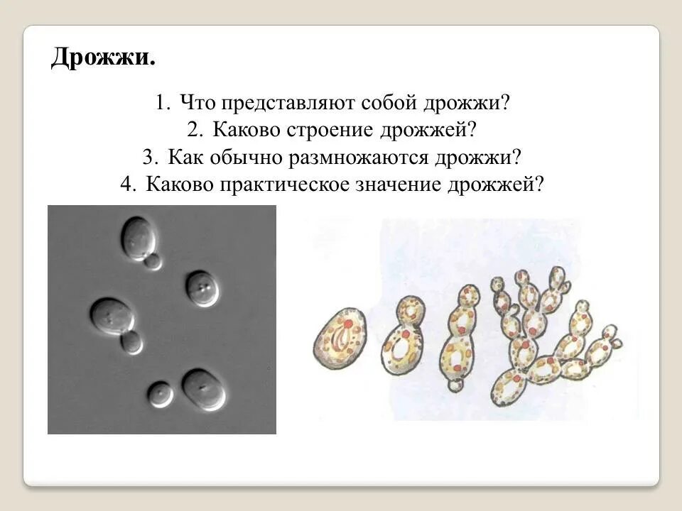 Каково значение дрожжей в жизни человека. Дрожжи грибы 5 класс биология. Размножение дрожжей микробиология. Строение клетки дрожжей. Дрожжи грибы строение.