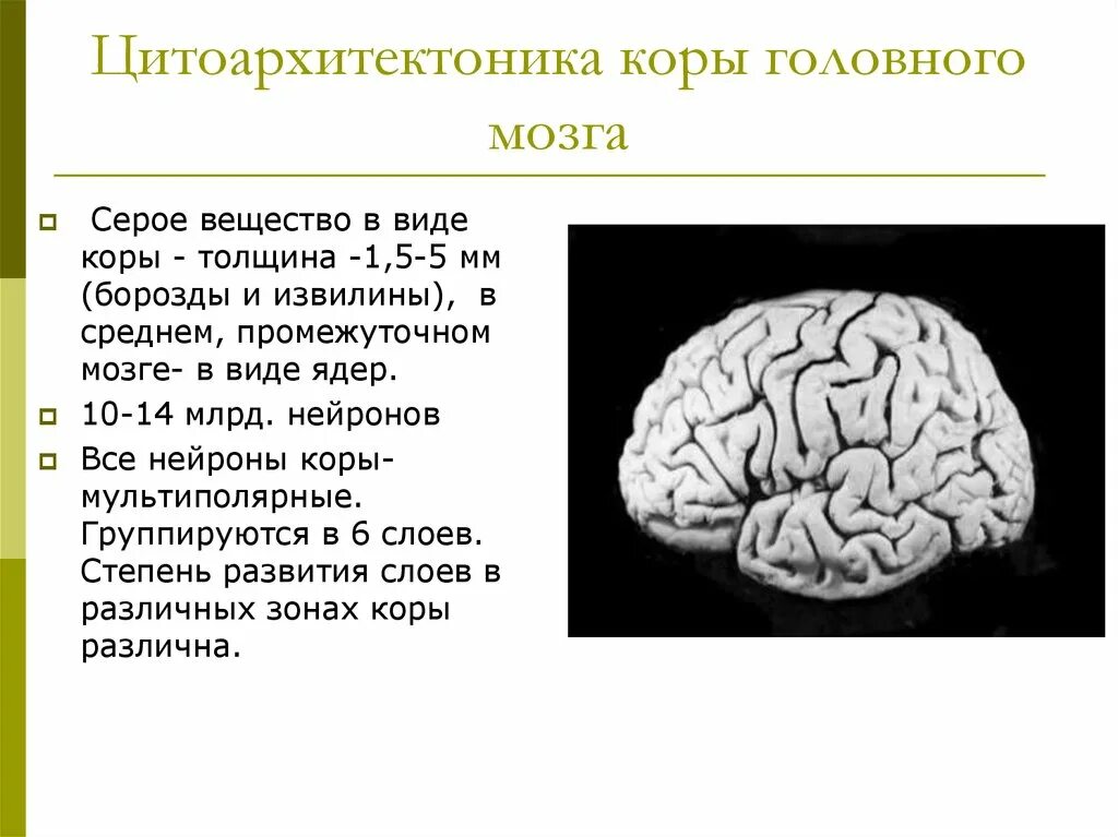 Свойство коры головного мозга