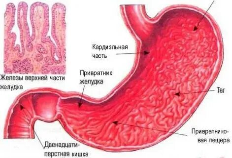 Зияющий привратник желудка