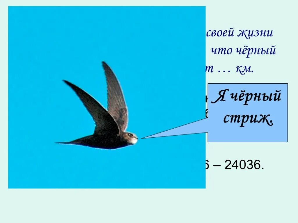 Подготовь сообщение о стрижах. Стриж. кратко о стрижах. строение стрижа. факты о стрижах.