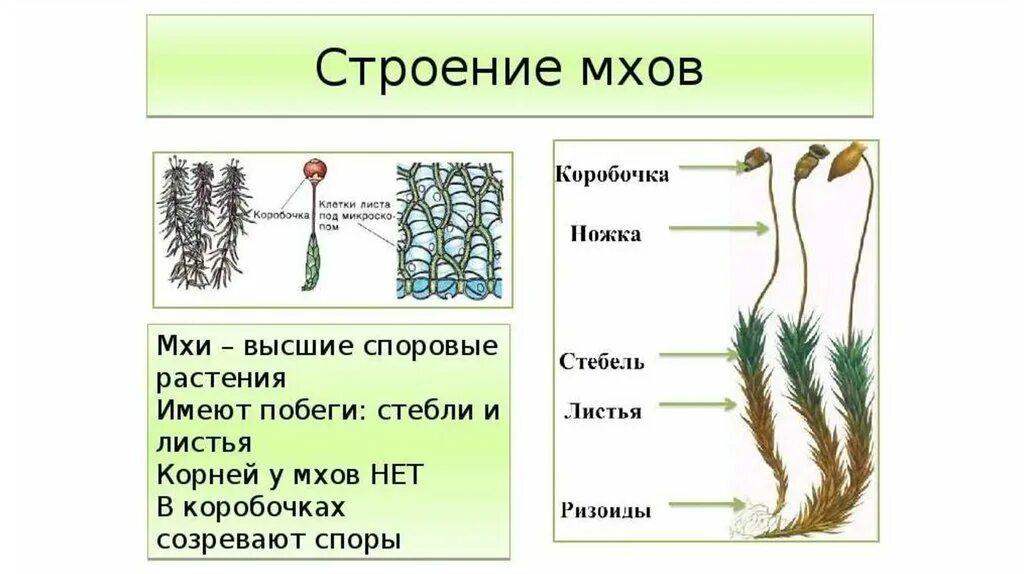 Гипотеза корень. Отдел Моховидные строение. Мох Кукушкин лен ЕГЭ. Внешнее строение кукушкиного льна. Водоросль строение Кукушкин лён.