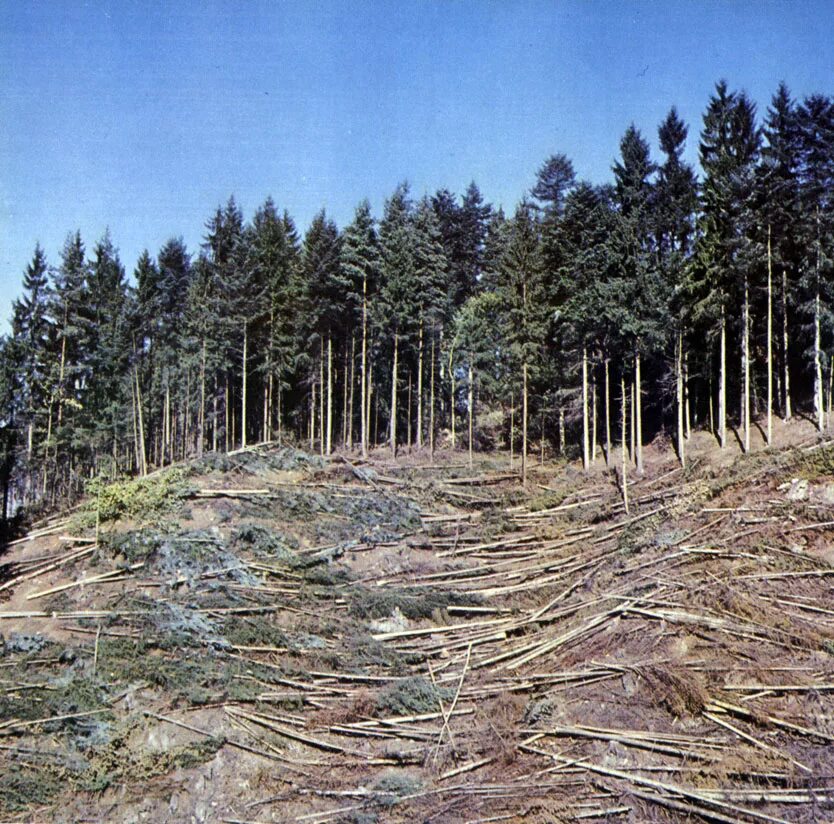 Поверхностные оползни. Леса разрушенные керженские леса вырубка. Лес архангельской области вырубка. Обезлесение дании. Земляная дорога.