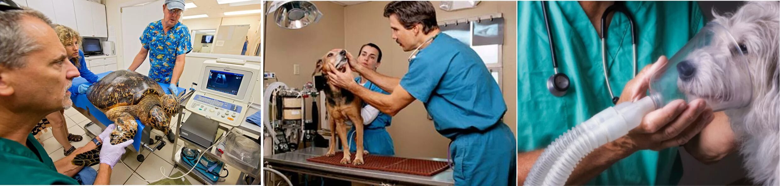 Ветеринар для кошки отзывы. Ветеринарный врач Орит. Виртуальная экскурсия в ветеринарную клинику. Процедуры для животных. Ветеринарные процедуры.