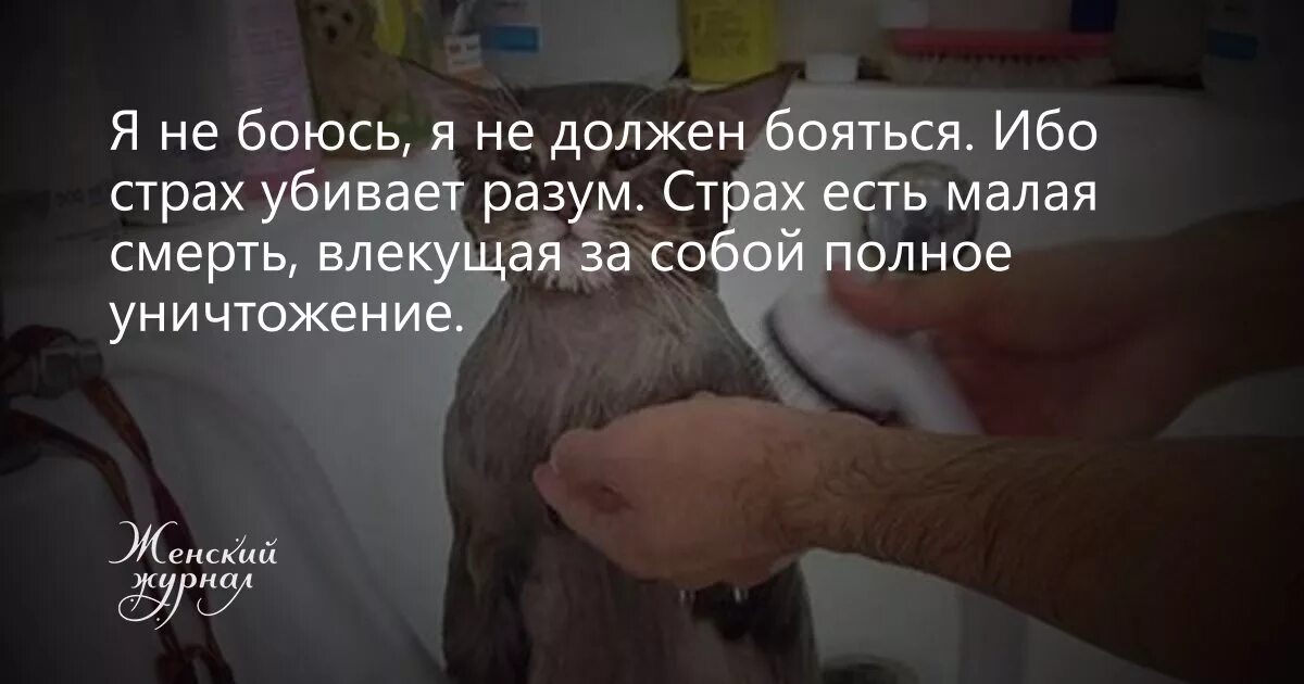 Боюсь быть убитым. Я не должен бояться страх убивает разум. я не боюсь ибо страх убивает разум. страх есть малая смерть влекущая за собой полное уничтожение. я не должен бояться ибо.