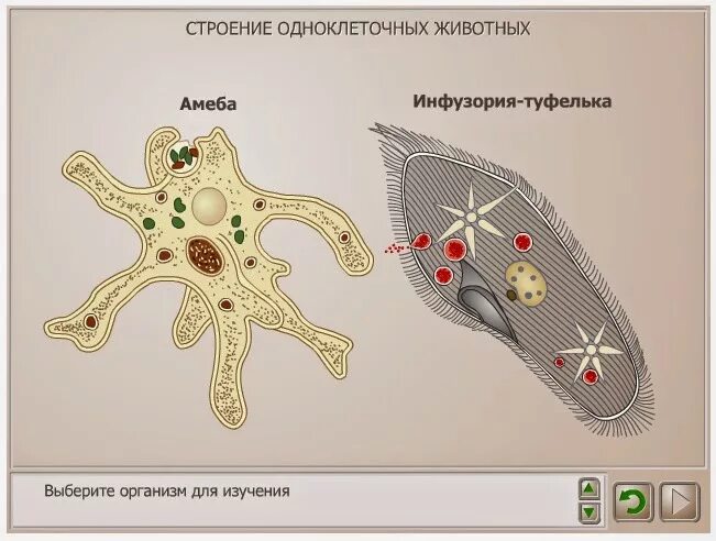 Амеба обыкновенная и инфузория туфелька. Строение одноклеточной амебы. Одноклеточные животные амеба. Строение амебы 7 класс биология. Строение амебы 5 класс биология.