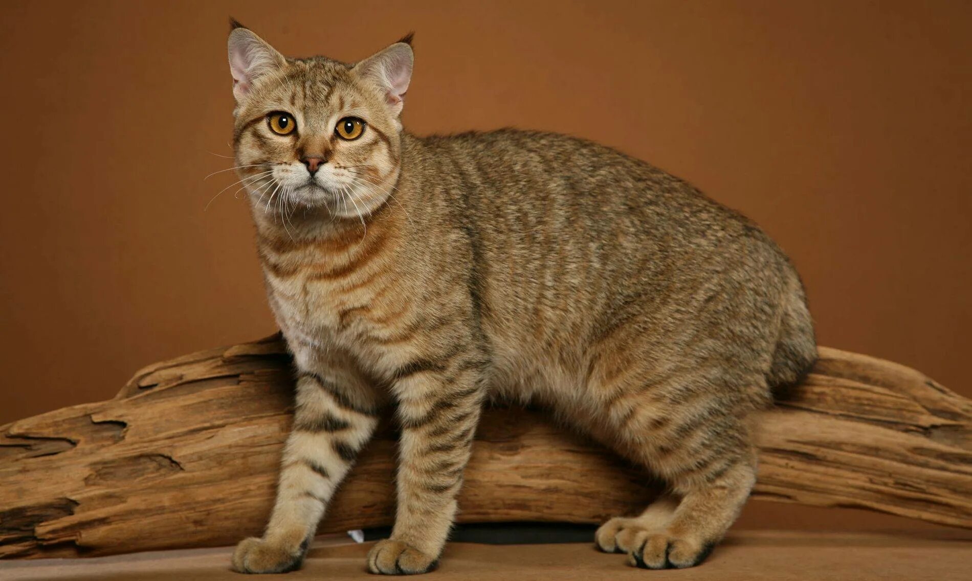 Кошка крысоловка. Британская голубая кошка. Обои кошки. Boosty cat. Серая полосатая кошка.