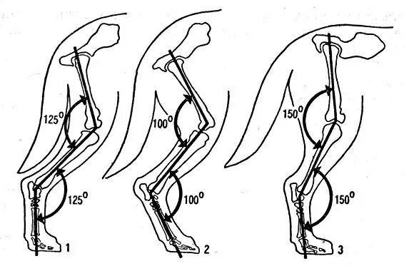 Углы задних конечностей у собак. Строение скакательного сустава собаки. Анатомия скакательного сустава собаки. Скакательный сустав у собак.