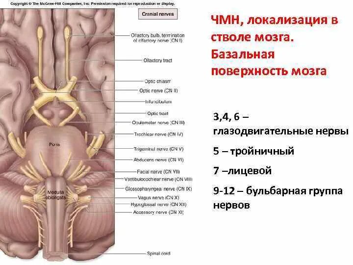 Ствол мозга черепные нервы. Бульбарные Черепные нервы. Бульбарная группа ЧМН. Бульбарная группа черепно мозговых нервов. Черепно мозговые нервы ствола мозга.