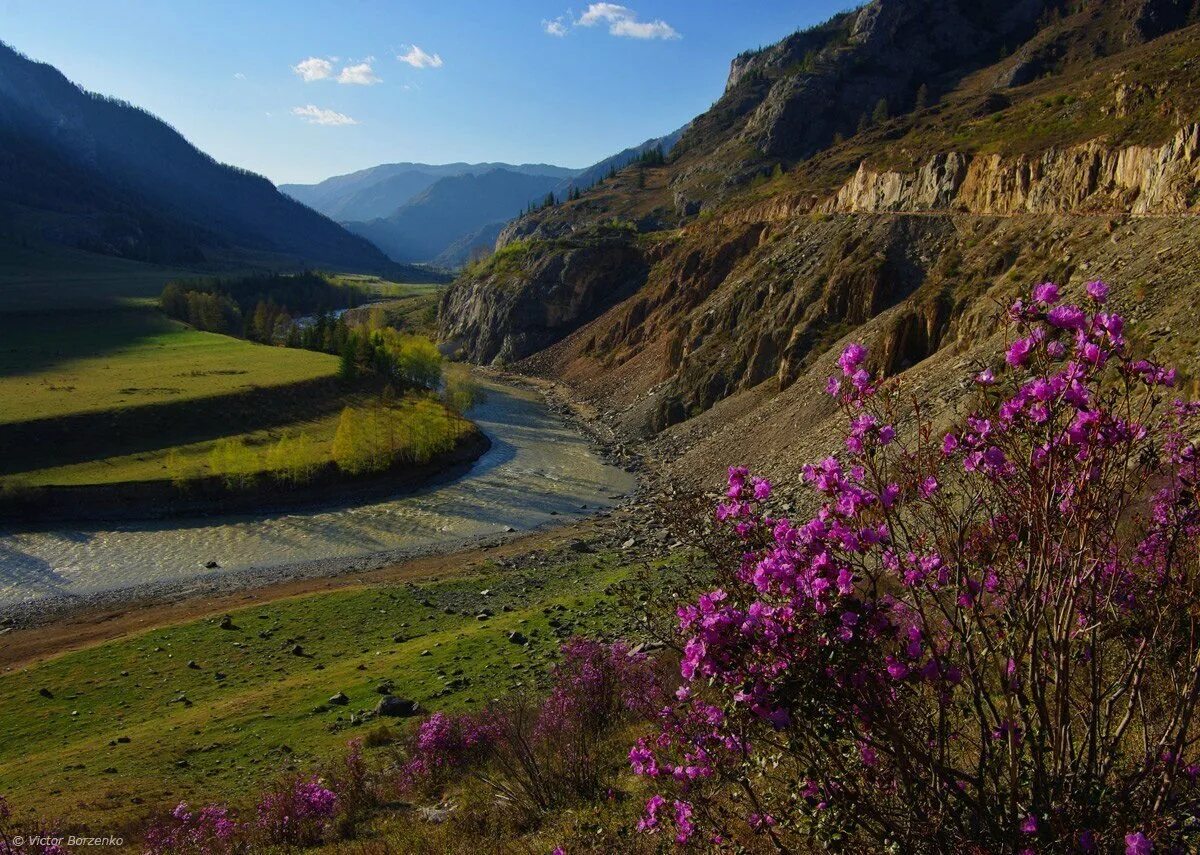Рододендрон маральник алтайский. Алтай в мае. Землетрясение алтай 2003. Алтай в мае климат. Алтай в мае отзывы.