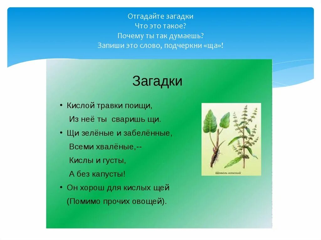 Прочитайте отгадайте загадку почему это растение получило