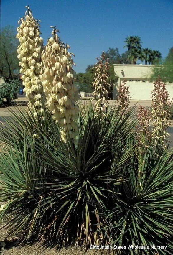 Юкка на вкус. Yucca baccata. юкка остролистная. банана юкка. юкка шидигера.