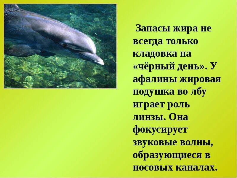 Каких животных спасает жир от холода. Какие животные спасают запасы жира. какие животные спасаются запасами жира. каких животных спасают от холода запасы жира. жировые запасы у животных.