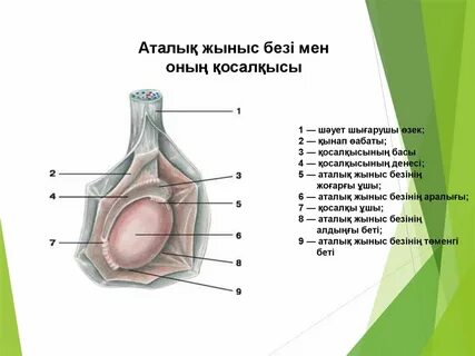 Желіде лас әйелдердің порносын көру