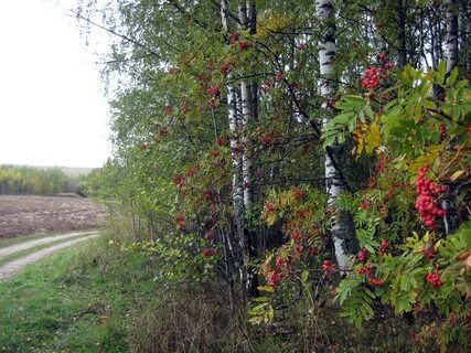 Береза и смородина