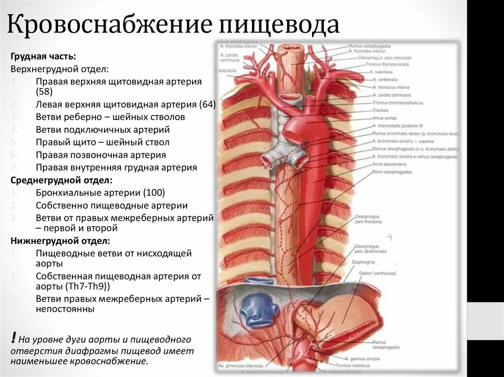 Кровоснабжение пищевода топографическая анатомия. Шейный отдел пищевода кровоснабжает. Кровоснабжение шейной части пищевода. Схема артериального кровотока пищевода.