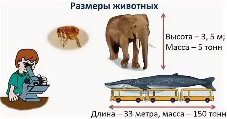 Размеры животных